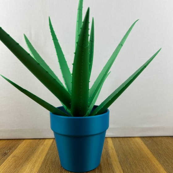 Aloe Vera