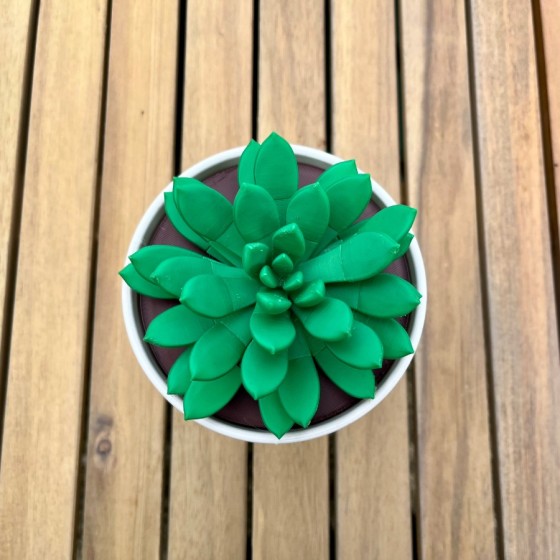 Modern Succulent